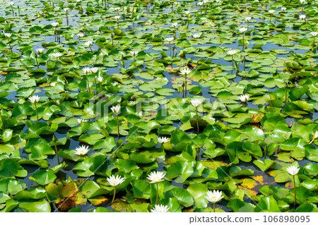 white lotus flower in lotus pond white lotus flower in lotus pond 106898095