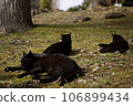 A sunny cat 106899434