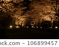 Decorate the cherry blossoms at night 106899457