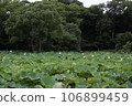 Water lily pond surrounded by forest 106899459