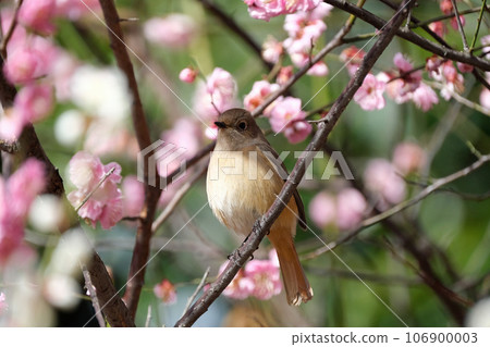 雌性達烏爾紅尾鴝棲息在梅枝上 106900003