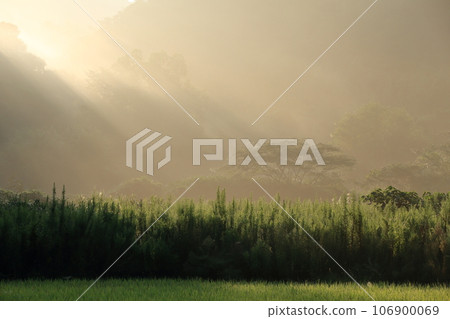 島根縣秋季鄉村，美麗的霧氣和陽光透過樹林 106900069