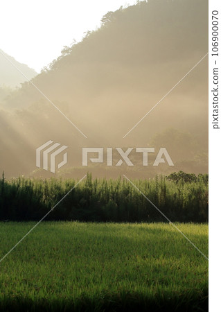 島根縣秋季鄉村，美麗的霧氣和陽光透過樹林 106900070