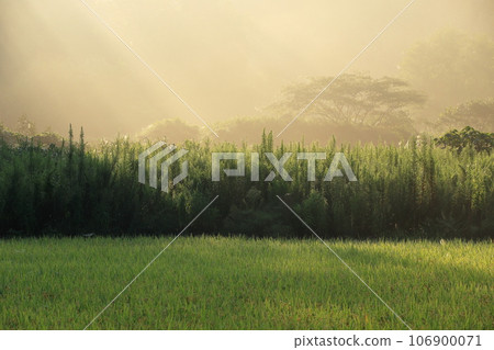 Autumn countryside in Shimane Prefecture with beautiful fog and sunlight filtering through the trees 106900071