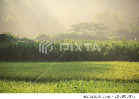 Foreground focus_ Beautiful autumn rural landscape of Shimane Prefecture with fog and sunlight filtering through the trees Foreground focus_ Beautiful autumn rural landscape of Shimane Prefecture with fog and sunlight filtering through the trees 106900072