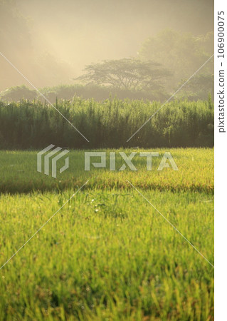 Back focus_Beautiful autumn countryside in Shimane Prefecture with fog and sunlight filtering through the trees Back focus_Beautiful autumn countryside in Shimane Prefecture with fog and sunlight filtering through the trees 106900075
