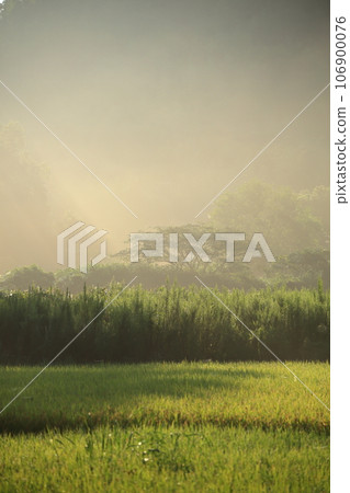 Autumn countryside in Shimane Prefecture with beautiful fog and sunlight filtering through the trees Autumn countryside in Shimane Prefecture with beautiful fog and sunlight filtering through the trees 106900076