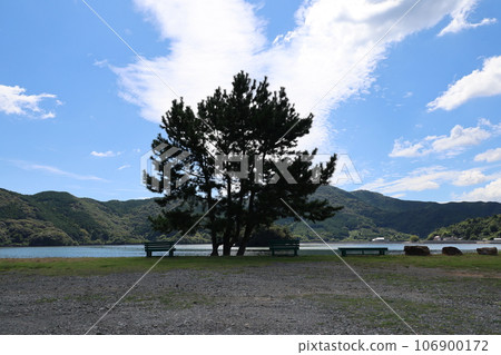 景觀樹木 景觀樹木 106900172