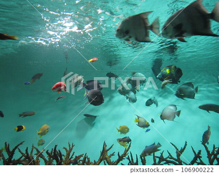 Underwater world Underwater world 106900222