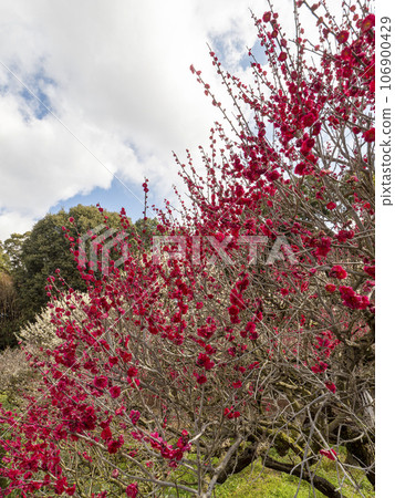 Vibrant red plum blossoms blooming in the plum orchard 106900429