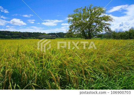 Harvesting rice fields and retro train Kominato Railway Kazusa-Tsuruma Station 106900703