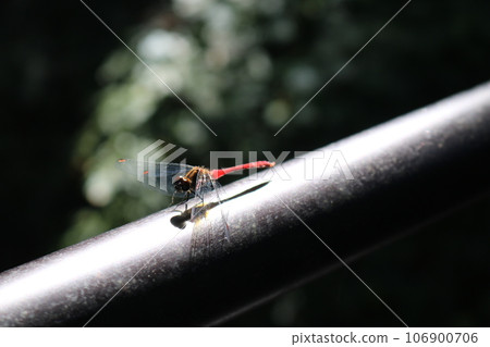 Red dragonfly that rests feathers 106900706