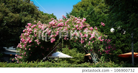 景觀與紅色的花朵 106900732