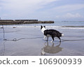 dog walking on the summer beach 106900939