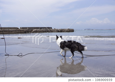 dog walking on the summer beach dog walking on the summer beach 106900939