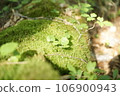 small buds growing on moss 106900943