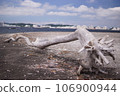 Driftwood on the coast 106900944
