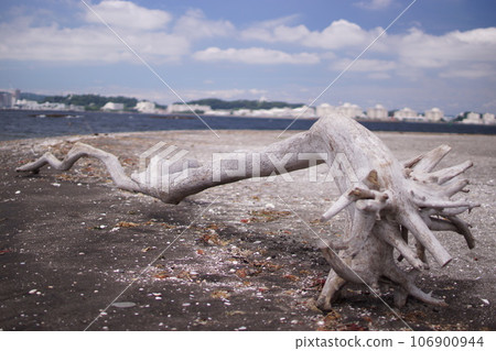 Driftwood on the coast Driftwood on the coast 106900944