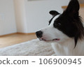 thinking border collie 106900945