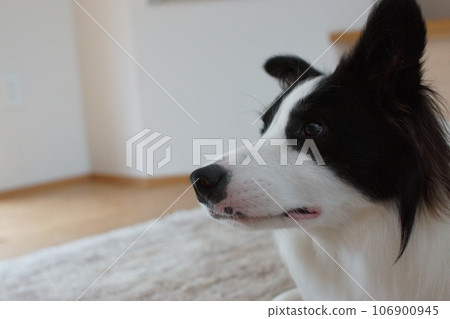 thinking border collie thinking border collie 106900945