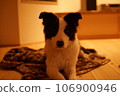 Dog lying down 106900946