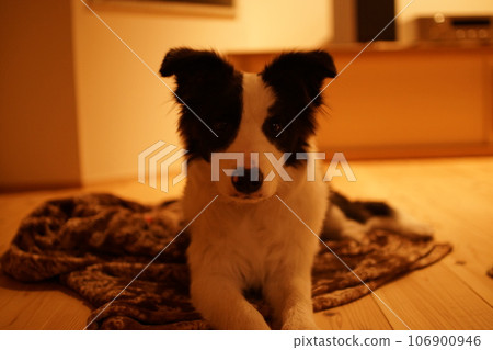 Dog lying down Dog lying down 106900946