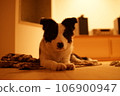 Dog lying down 106900947