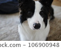 Staring dog 106900948
