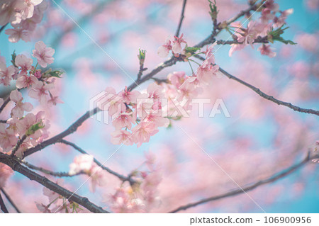 河津櫻和天空 河津櫻和天空 106900956