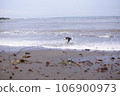 dog frolicking in the sea 106900973