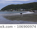 dog frolicking in the sea 106900974