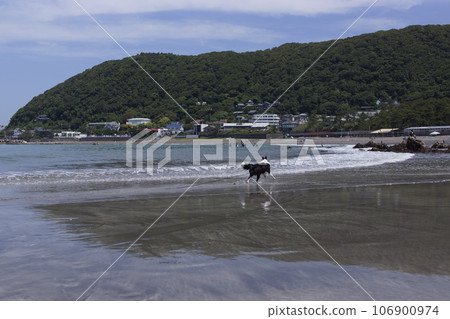 dog frolicking in the sea dog frolicking in the sea 106900974
