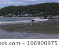Dog walking on the beach 106900975