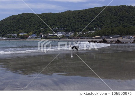 Dog walking on the beach Dog walking on the beach 106900975