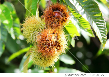 Fruited mountain chestnut Fruited mountain chestnut 106901270