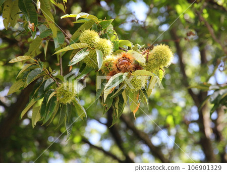 Fruited mountain chestnut 106901329