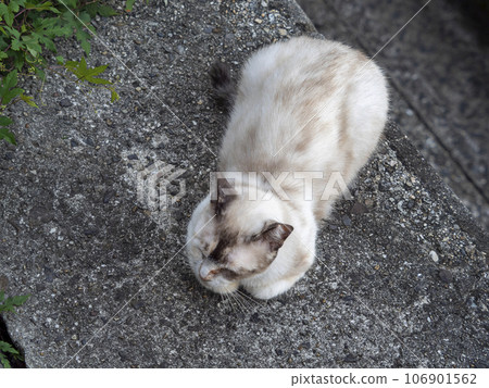 Local cat resting on a stone wall Local cat resting on a stone wall 106901562