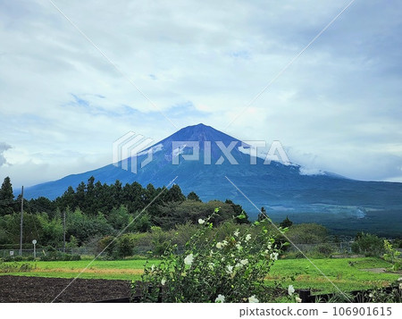 Flower garden and Mt.Fuji where the autumn breeze blows Flower garden and Mt.Fuji where the autumn breeze blows 106901615