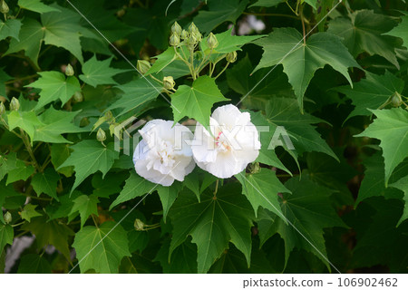 Lotus flowers in the garden of Jikoji Temple 106902462