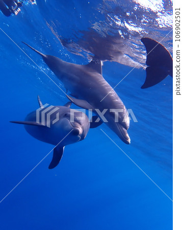 Dolphin of Mikurajima 106902501