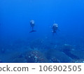 Dolphin of Mikurajima 106902505