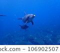 Dolphin of Mikurajima 106902507