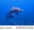 Dolphin of Mikurajima 106902508
