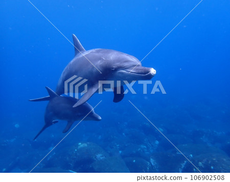 Dolphin of Mikurajima Dolphin of Mikurajima 106902508