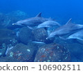 Dolphin of Mikurajima 106902511