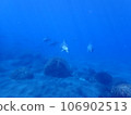 Dolphin of Mikurajima 106902513