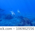 Dolphin of Mikurajima 106902556