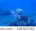 Dolphin of Mikurajima 106902561