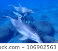 Dolphin of Mikurajima 106902563