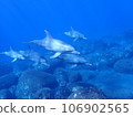 Dolphin of Mikurajima 106902565